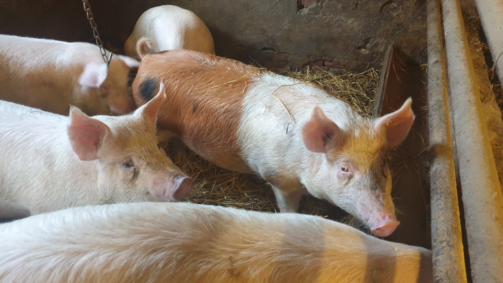 Die Schweine für unsere Wurst werden auf Stroh gehalten